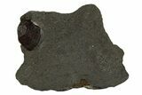 Red Embers Garnet in Graphite - Massachusetts #313433-1